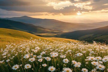Fototapeta premium Rolling hills covered with wild daisies dancing in the evening breeze under a golden sunset sky surrounded by distant mountains and lush greenery