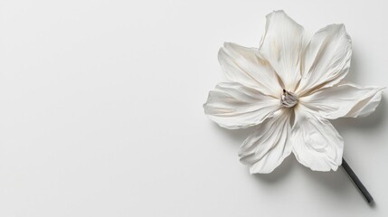 Fototapeta premium Close-up of a single white flower on a white background. the flower is in the center of the image, with its petals spread out in a fan-like shape.