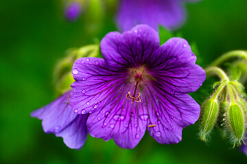 purple flower in the garden