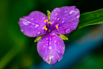 purple flower with dew