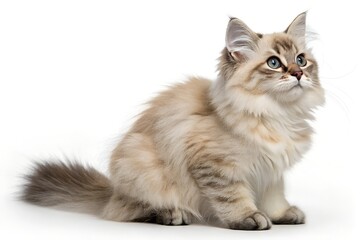 Fototapeta premium kitten isolated on white background