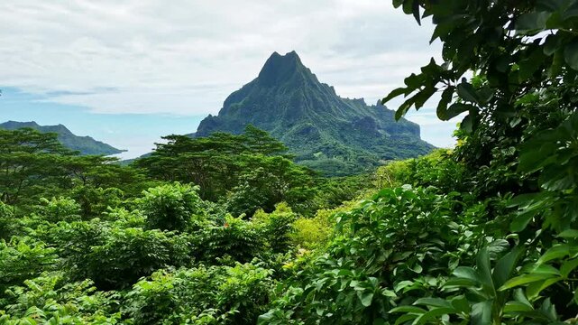 Drone aerial view of Moorea from Belvedere lookout. Tahiti French Polynesia. Tropical paradise, Tahiti adventure vacation. Green jungle mountain forest of Mount Rotui.