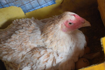A light-colored hen sits attentively on a clutch of eggs, her feathers ruffled, embodying the natural instinct of brooding. This showcases a typical scene in poultry care.