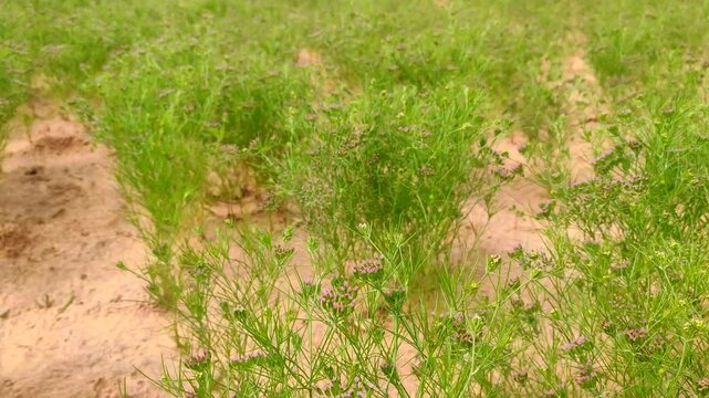 Flowering field of cumin crop, young cumin field