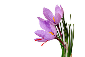 Saffron awakening, delicate bloom