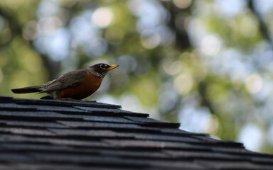 close-up of a robin perched on a roof before take-off with bokeh light background