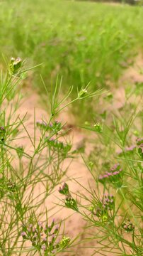 Flowering field of cumin crop, young cumin field