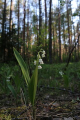 Lily of the valley. End of May