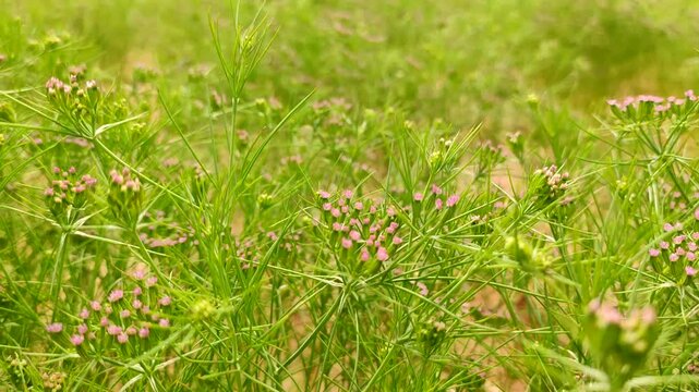 Flowering field of cumin crop, young cumin field