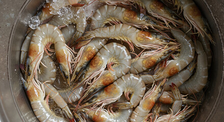 Fresh American Gulf Shrimp on Ice in Metal Container for Seafood Blogs, Restaurant Menus, Aquaculture Promotion, Packaging Design, and Sustainable Fishing Campaigns