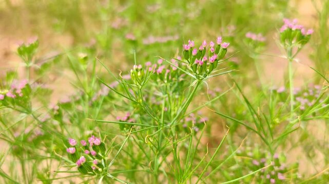 Flowering field of cumin crop, young cumin field