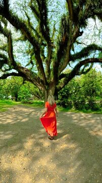 A woman red dress approaches the tree. Large old tree with wide branches covered in ferns and moss stands in De Djawatan Forest, Indonesia.