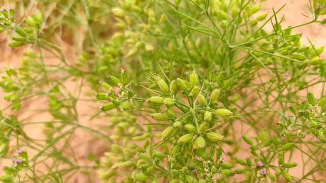 Flowering field of cumin crop, young cumin field