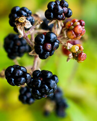 Moras del sur