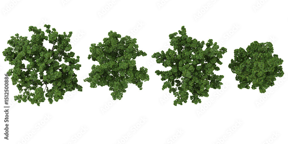 Poster set of catalpa,hibiscus trees on transparent background from the top view