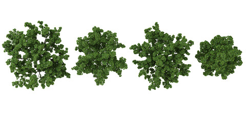 Fototapeta premium set of Catalpa,Hibiscus trees on transparent background from the top view