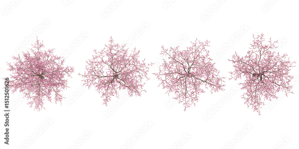 Poster set of cherry blossom trees on transparent background from the top view