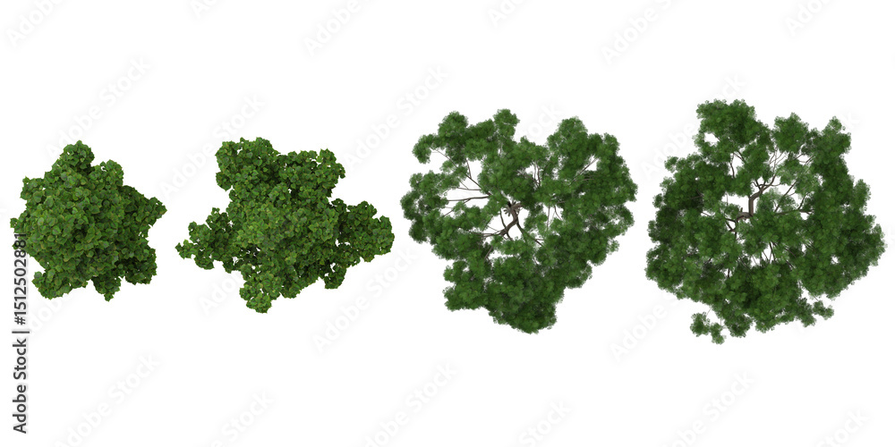 Poster set of hibiscus trees on transparent background from the top view