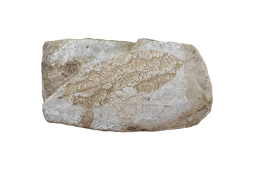 Juglans shanwangensis leaf fossil plant on sedimentary rock slab isolated on white background.     