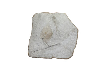 Leaf fossil plant on sedimentary rock slab isolated on white background.   