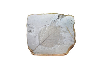 Populus glandulifera leaf fossil plant on sedimentary rock slab isolated on white background.