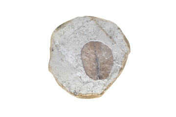 Koelreuteria integrifolia leaf fossil plant on sedimentary rock slab isolated on white background.