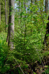 Fototapeta premium Springtime alder-bog sunny forest with standing water