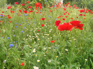 red poppies in the field