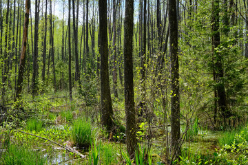 Obraz premium Springtime alder-bog sunny forest with standing water