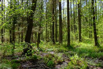 Fototapeta premium Springtime alder-bog sunny forest with standing water