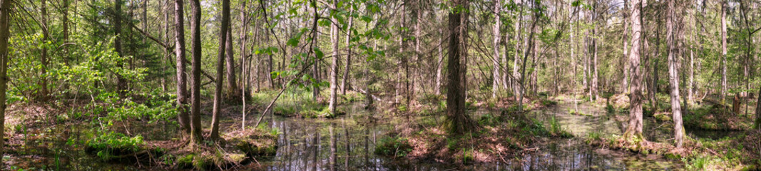 Fototapeta premium Springtime alder-bog sunny forest with standing water