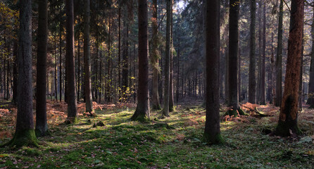 Autumnal deciduous tree stand with ferns