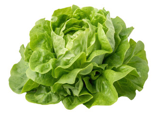 Green butterhead lettuce 