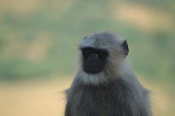Spiritual Serenity of Pushkar – Temples, Ghats, and Desert Charm