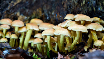 mushroom stands amid decaying leaves and soil on the forest floor, embodying the essence of nature’s cycle. The serene and earthy atmosphere highlights the intricate beauty of woodland ecosystems