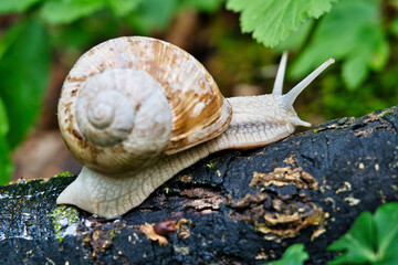 A close-up of a snail crawling on a tree branch, its intricate spiral shell glistening in soft natural light. Lush green foliage frames the scene, evoking tranquility and the slow rhythm of nature