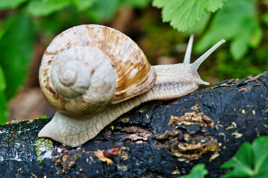A close-up of a snail crawling on a tree branch, its intricate spiral shell glistening in soft natural light. Lush green foliage frames the scene, evoking tranquility and the slow rhythm of nature