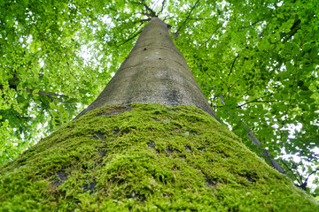 A towering tree trunk covered in lush green moss reaches skyward, framed by dense foliage. This captivating natural scene embodies tranquility, resilience, and the beauty of untouched wilderness
