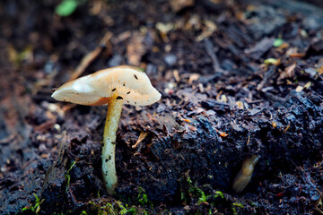 mushroom stands amid decaying leaves and soil on the forest floor, embodying the essence of nature’s cycle. The serene and earthy atmosphere highlights the intricate beauty of woodland ecosystems
