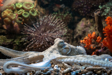 an octopus is at the bottom of the coral