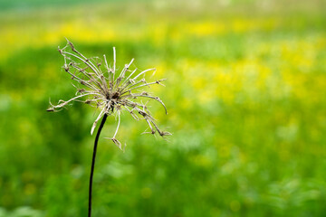 A delicate, dried dandelion with most of its seeds dispersed, standing against a vibrant, blurred background of green grass and yellow flowers. Symbolic of change, nostalgia, and humor