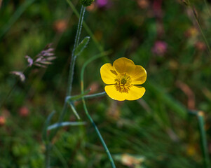 Yellow Meadow Buttercup Ranunculus acris