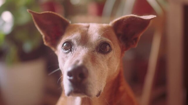 Hungry Dog Drooling &ndash; Funny Close-Up of Cute Pet Looking at Food