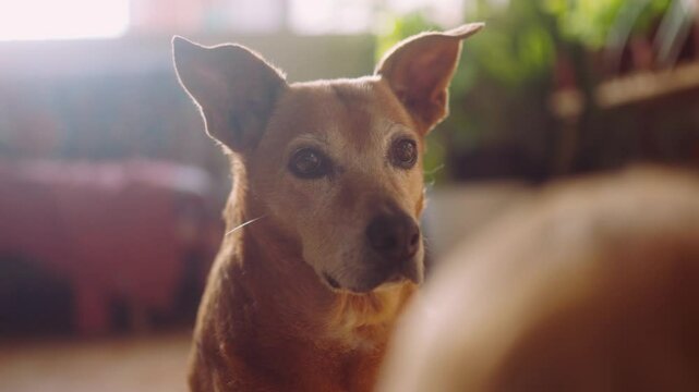 Attentive Puppy Staring &ndash; Domestic Dog Portrait Indoors