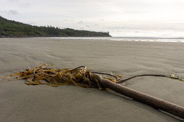 seaweed on beach © debra