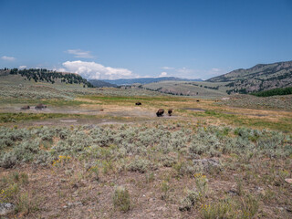 Obraz premium Bison at Yellowstone National Park