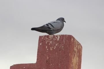 Rock Dove Close Up, Rock Pigeon, Common Pigeon