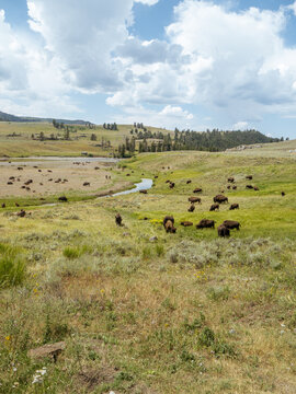 Bison at Yellowstone National Park