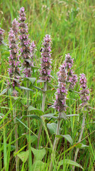 Stachys germanica grows in nature