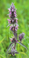 Stachys germanica grows in nature